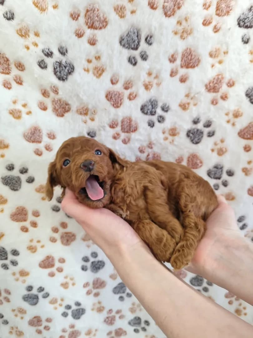 carousel-image-mobile-1