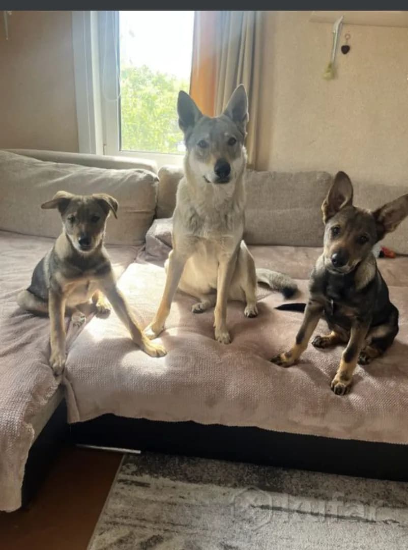 carousel-image-mobile-4