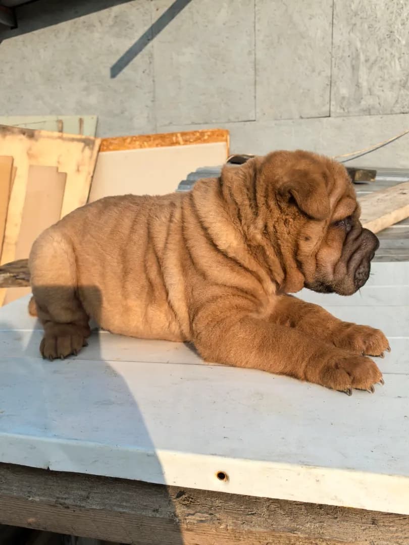 carousel-image-mobile-8