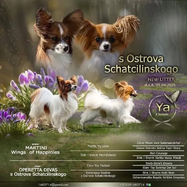 carousel-image-mobile-1