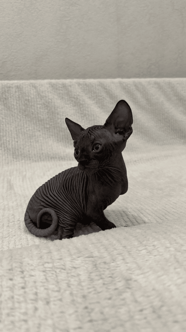 carousel-image-mobile-2