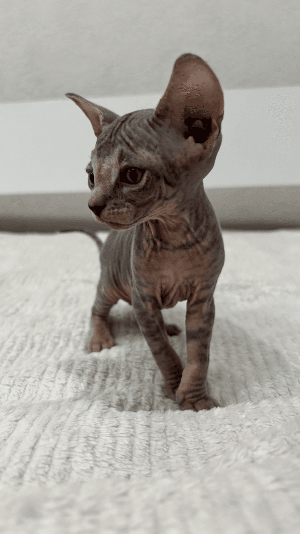 carousel-image-mobile-4