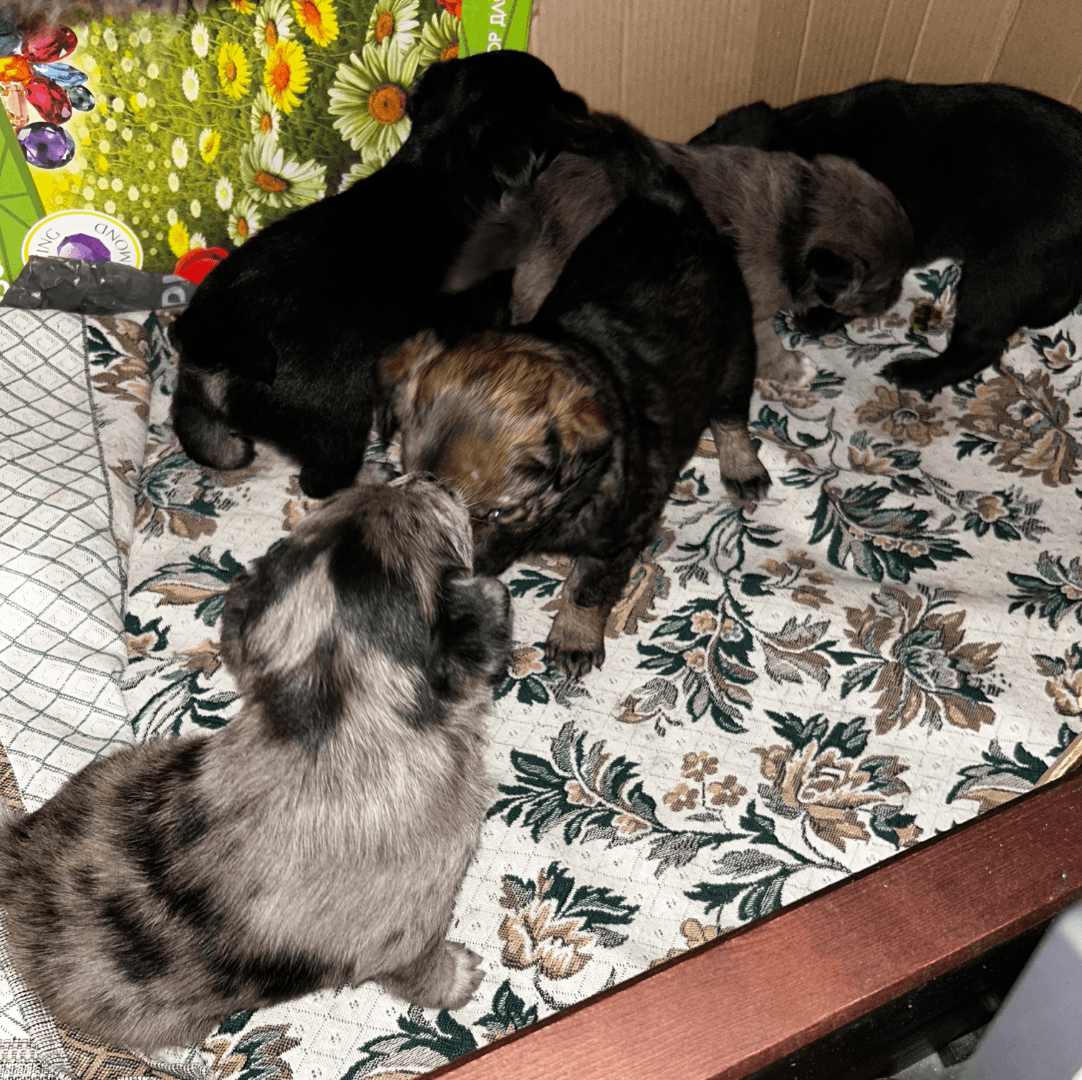 carousel-image-mobile-1