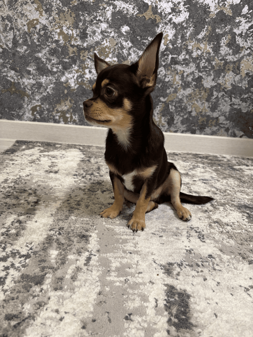 carousel-image-mobile-1