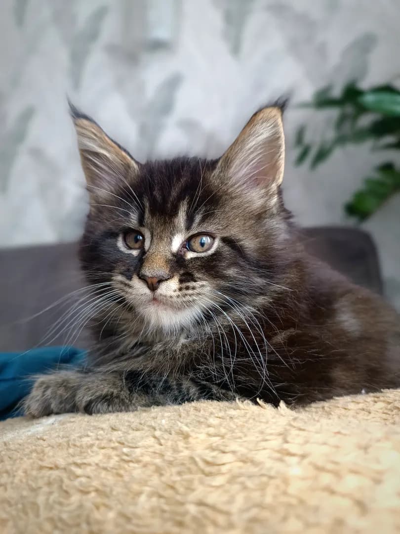 carousel-image-mobile-2