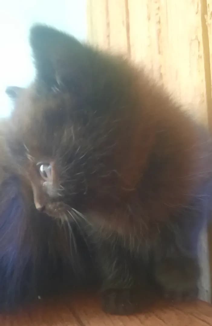 carousel-image-mobile-2