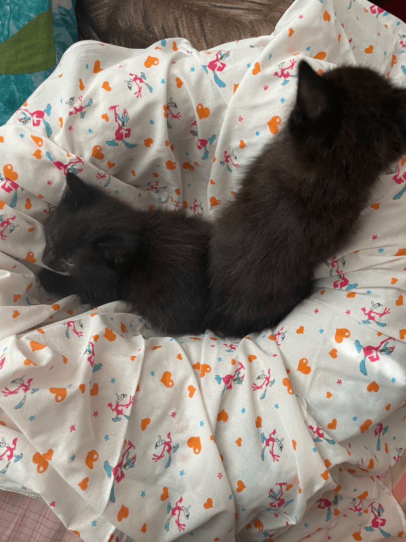 carousel-image-mobile-3