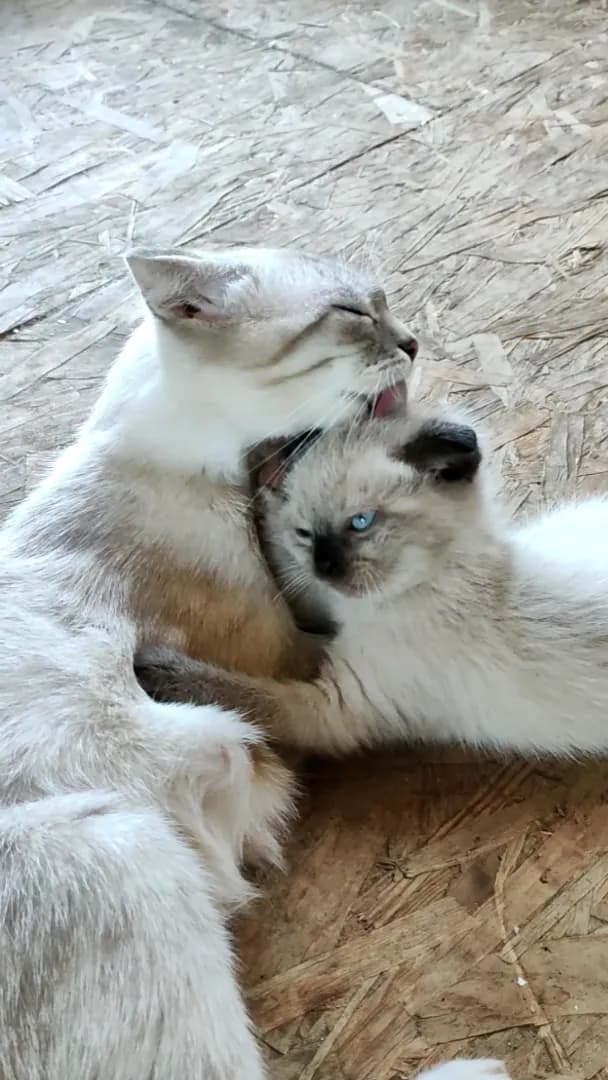 carousel-image-mobile-1