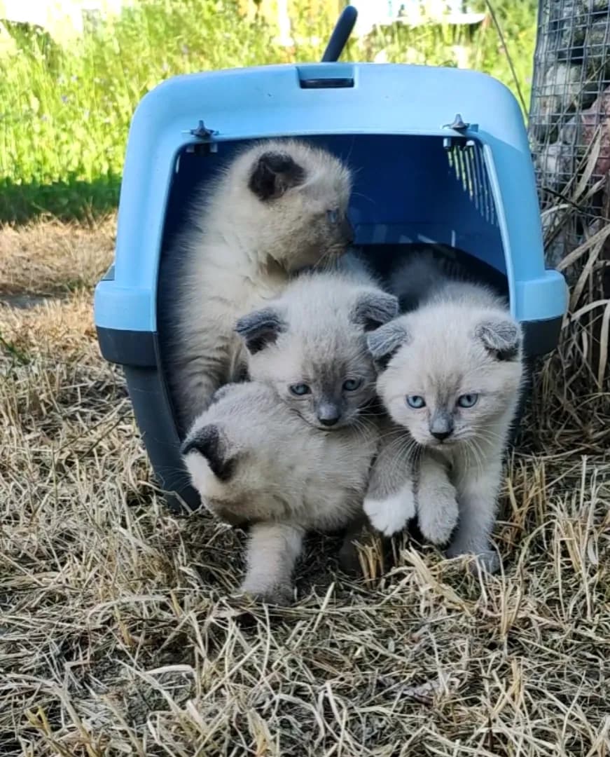 carousel-image-mobile-2