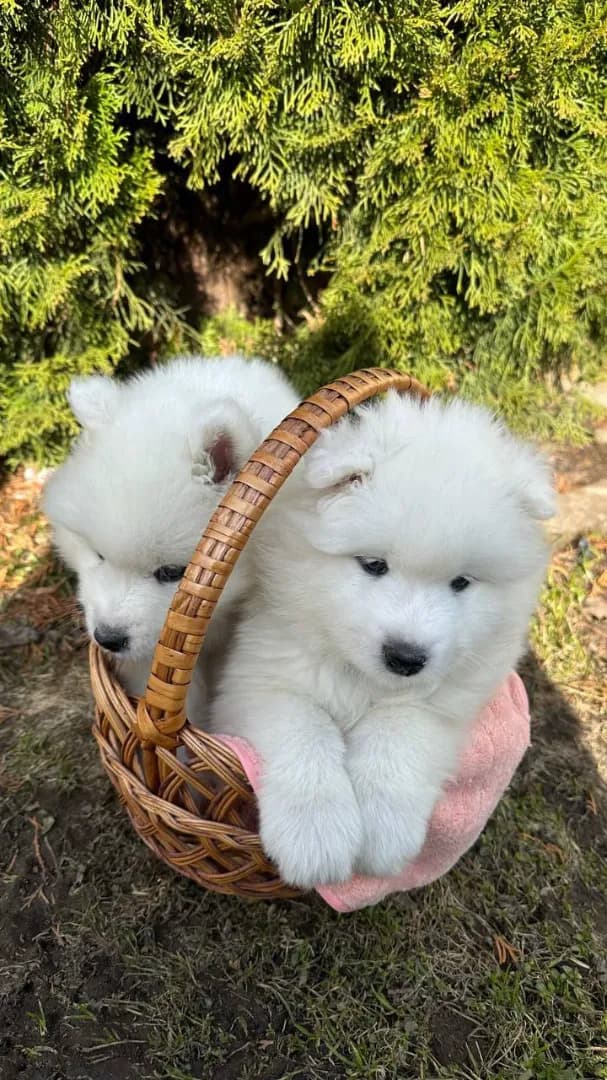 carousel-image-mobile-2