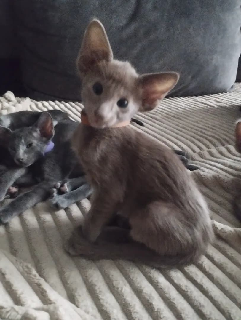 carousel-image-mobile-2