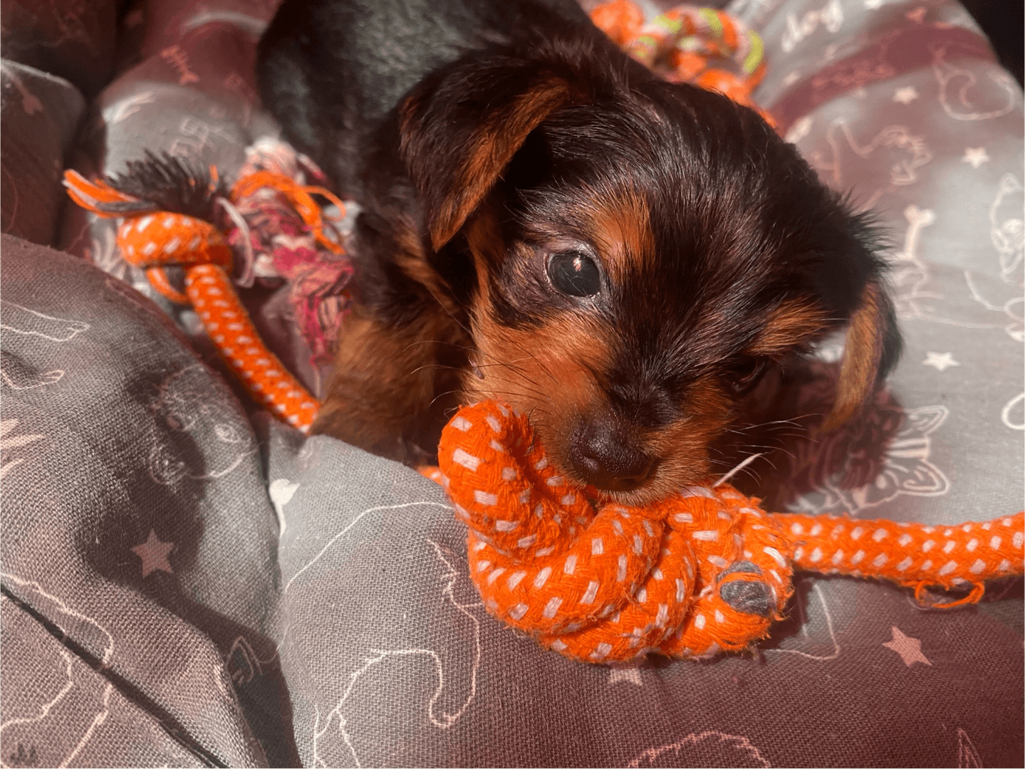 carousel-image-mobile-4