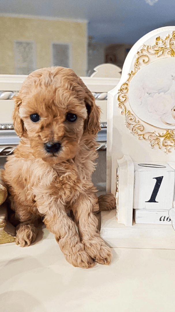 carousel-image-mobile-2