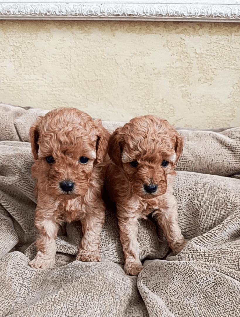 carousel-image-mobile-6