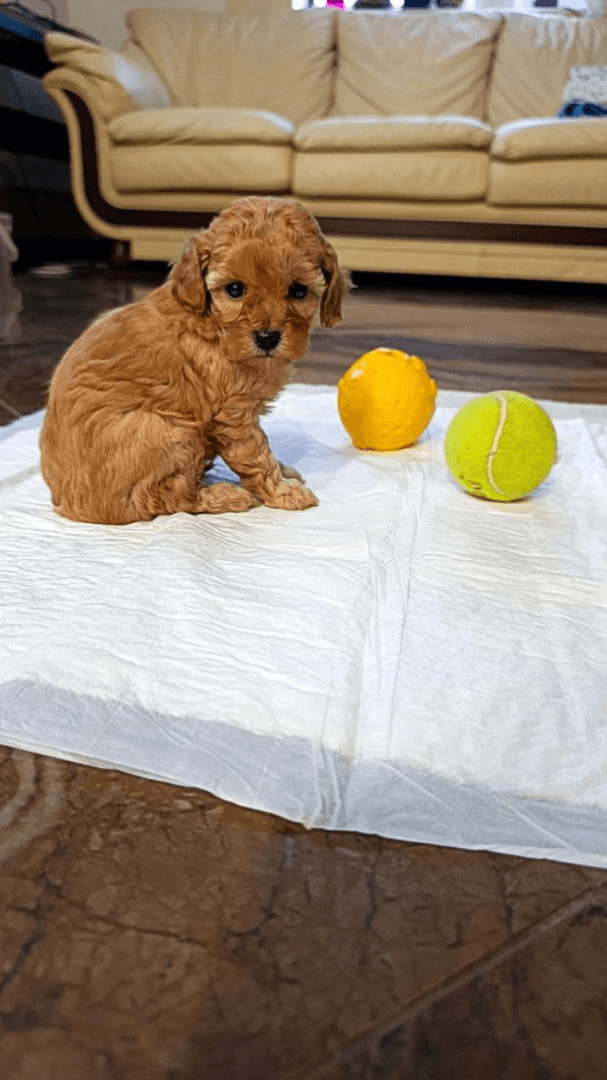 carousel-image-mobile-9