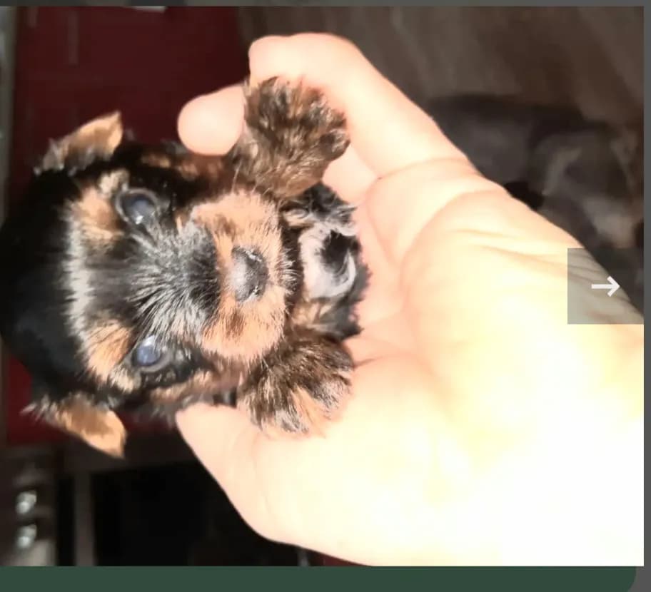 carousel-image-mobile-1