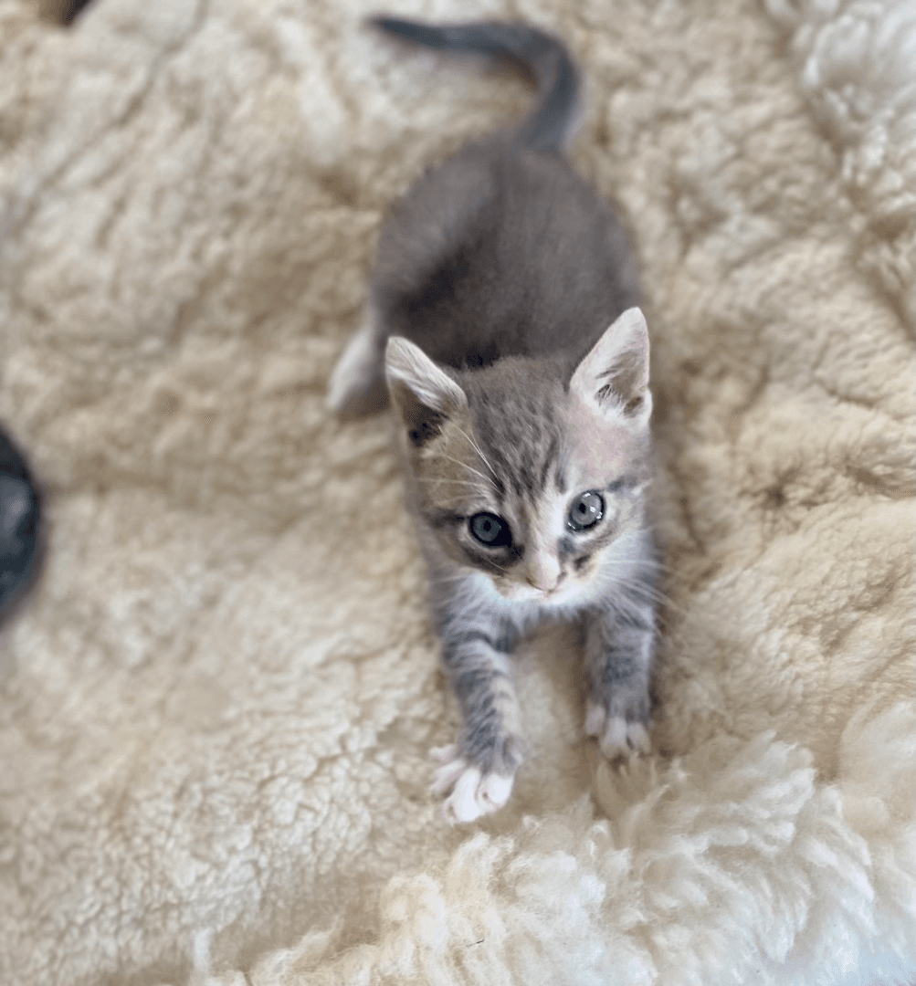 carousel-image-mobile-2