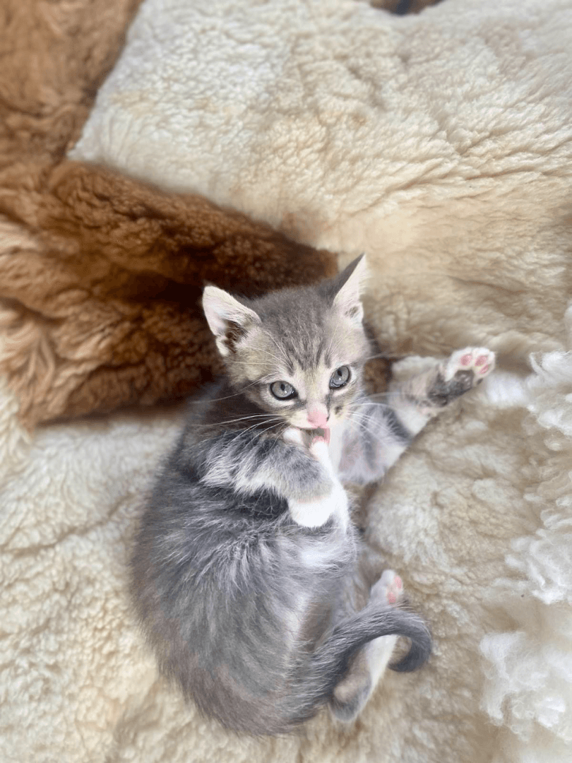 carousel-image-mobile-4