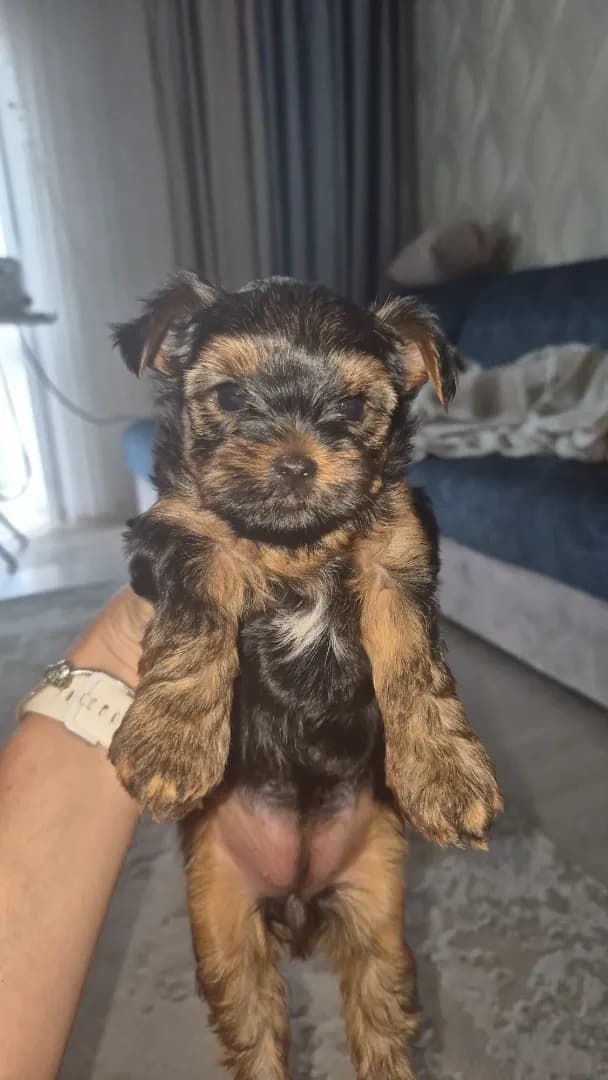 carousel-image-mobile-1