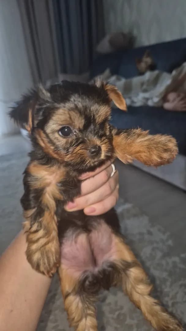 carousel-image-mobile-2