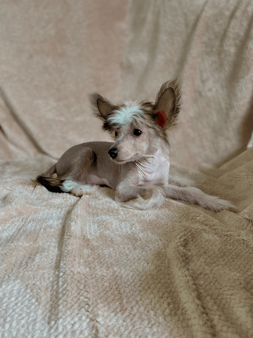 carousel-image-mobile-6