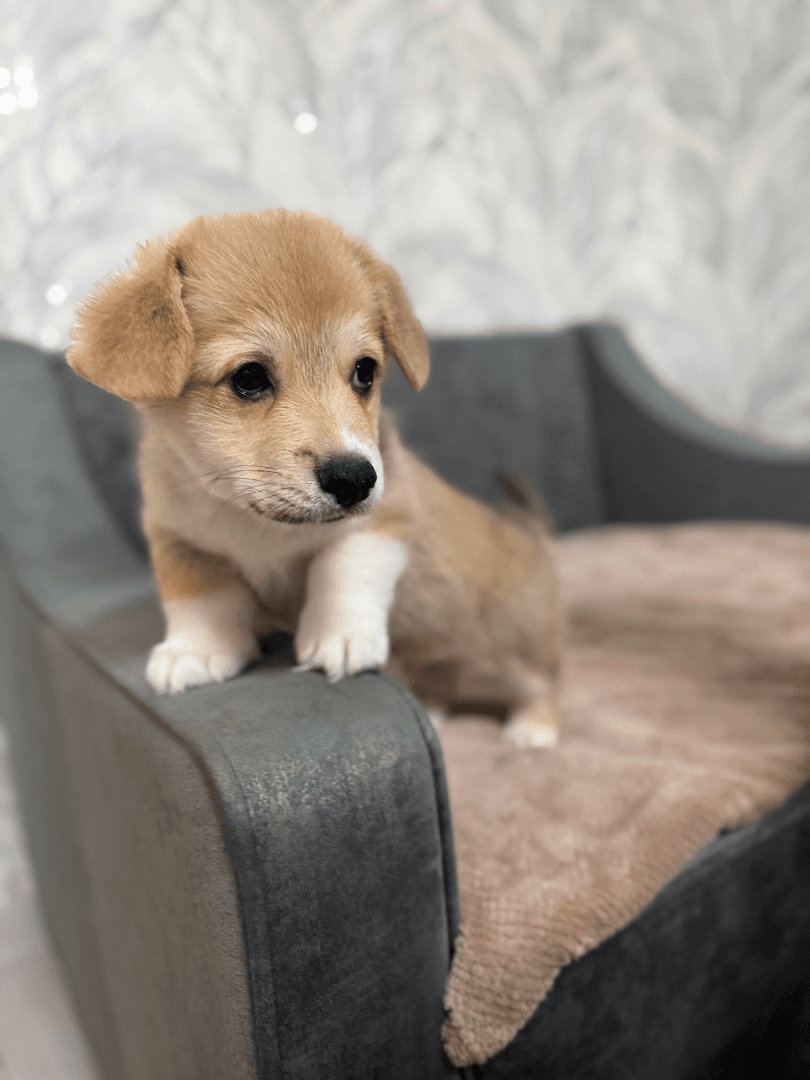 carousel-image-mobile-2