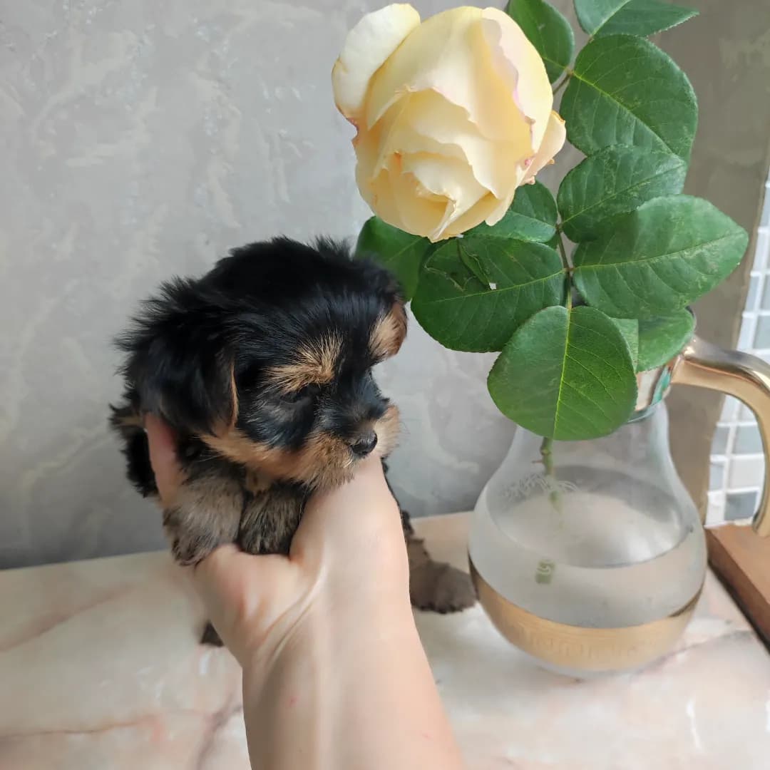 carousel-image-mobile-0