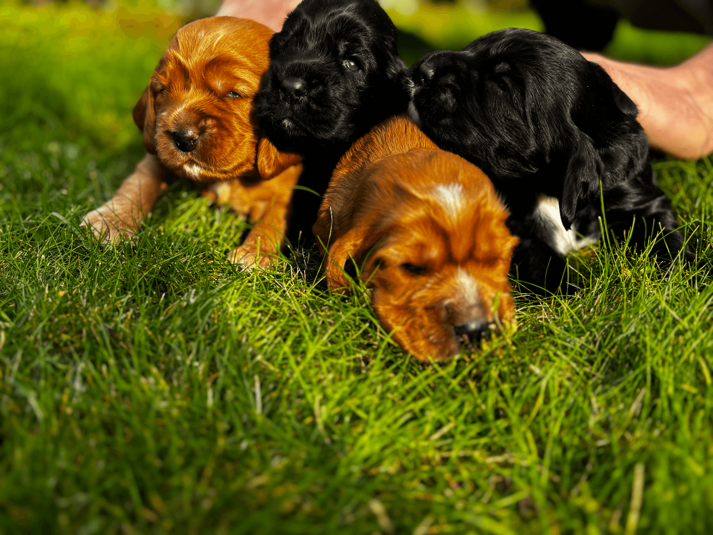 carousel-image-mobile-2