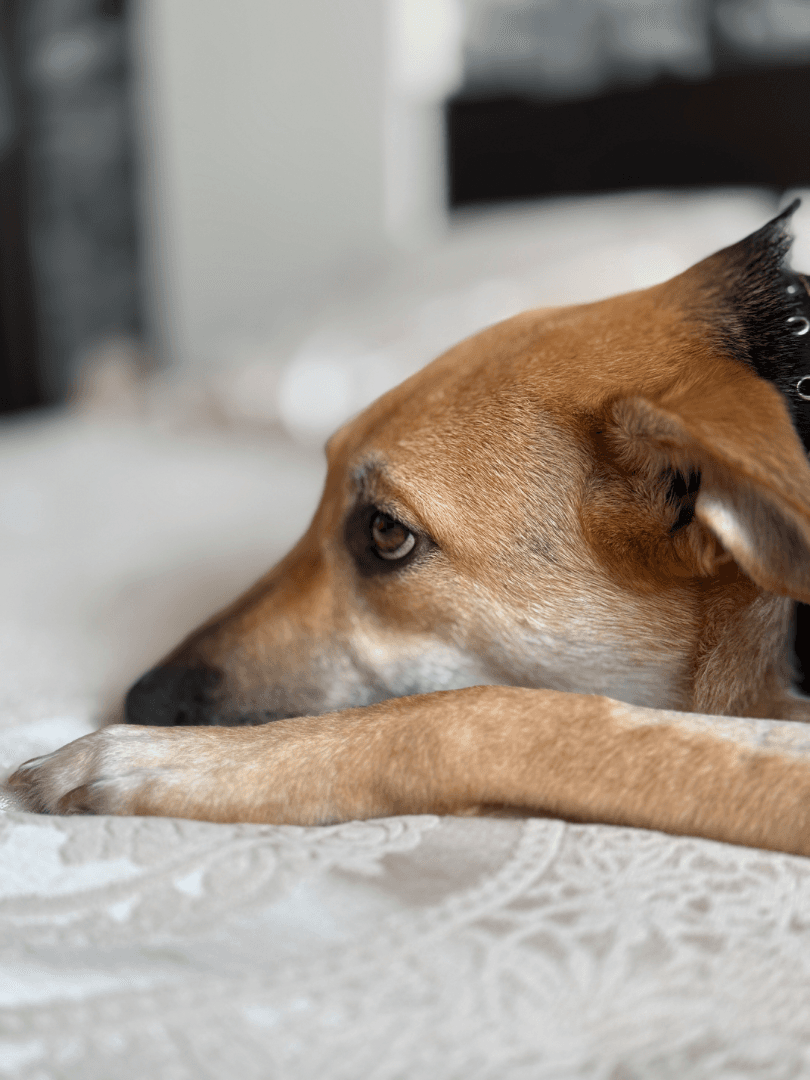 carousel-image-mobile-4