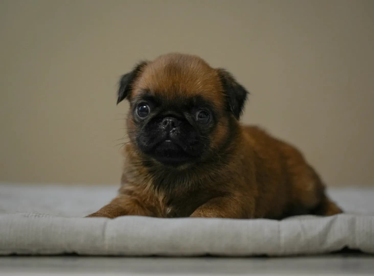 carousel-image-mobile-0