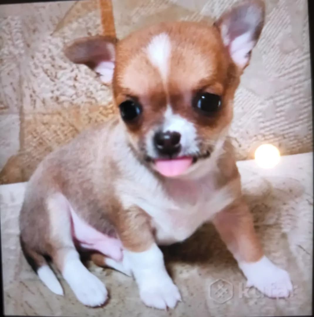 carousel-image-mobile-0