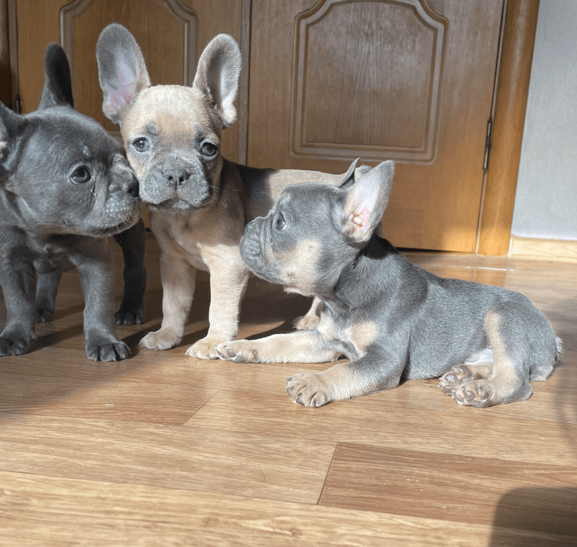 carousel-image-mobile-0