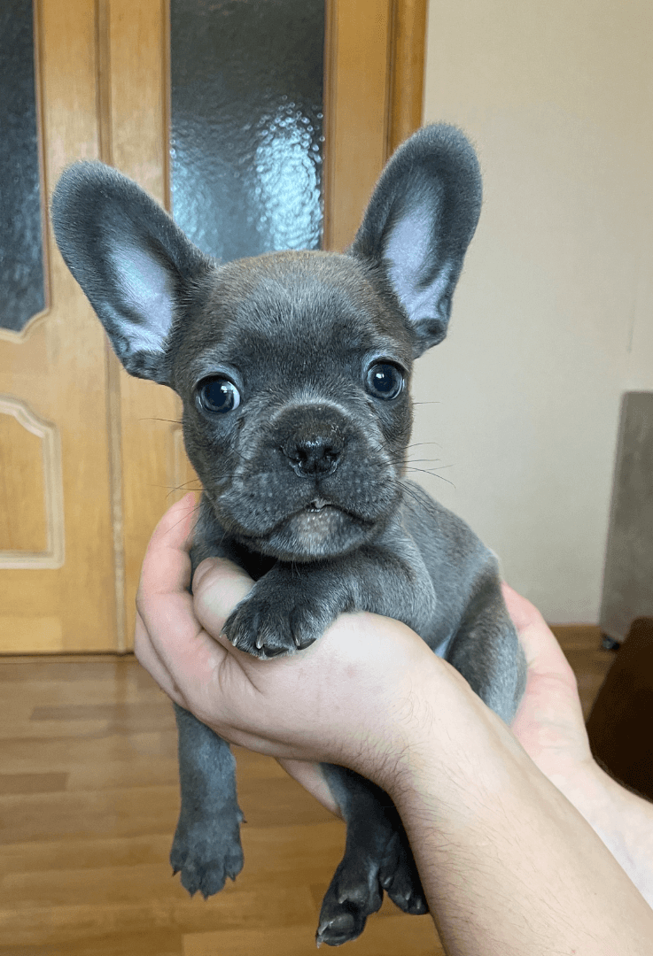 carousel-image-mobile-1