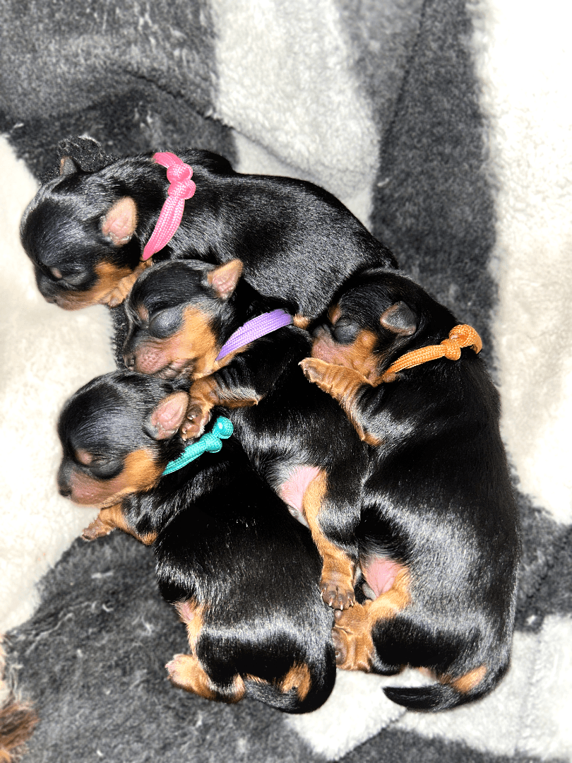 carousel-image-mobile-0