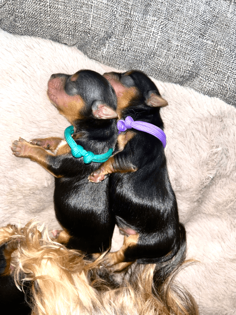 carousel-image-mobile-1