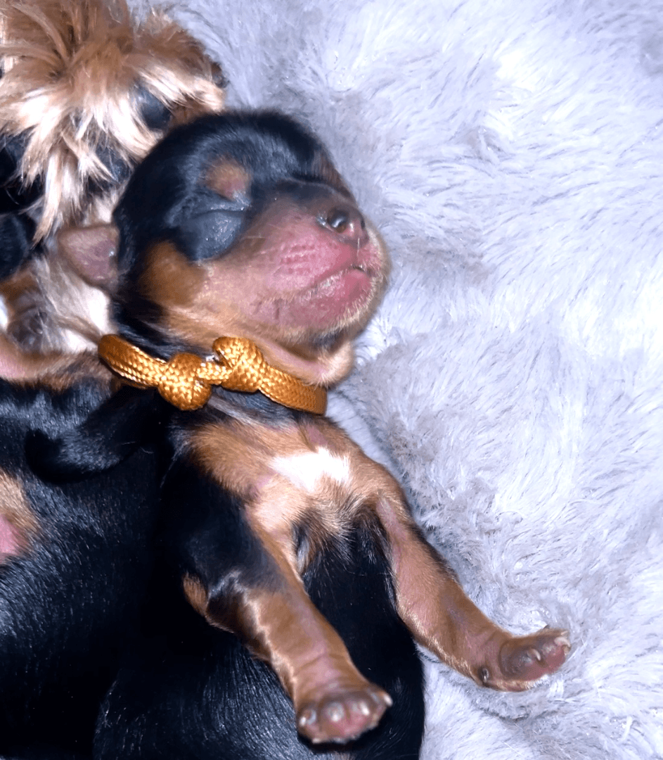 carousel-image-mobile-2