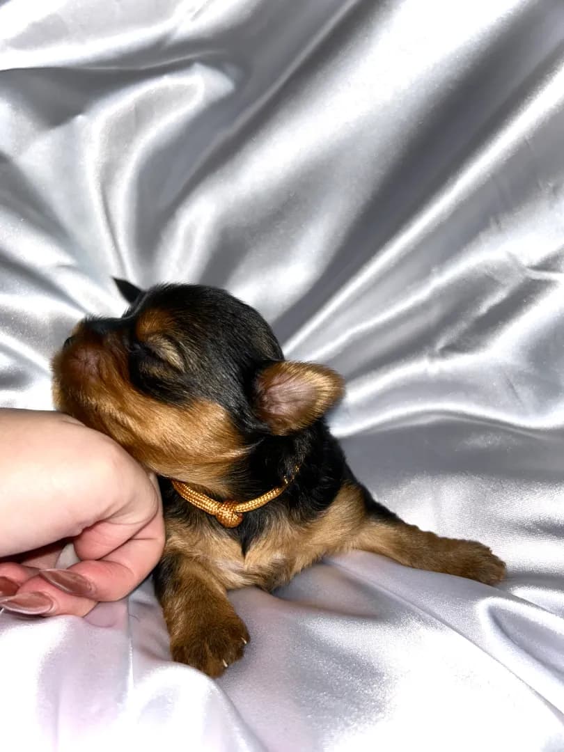 carousel-image-mobile-1