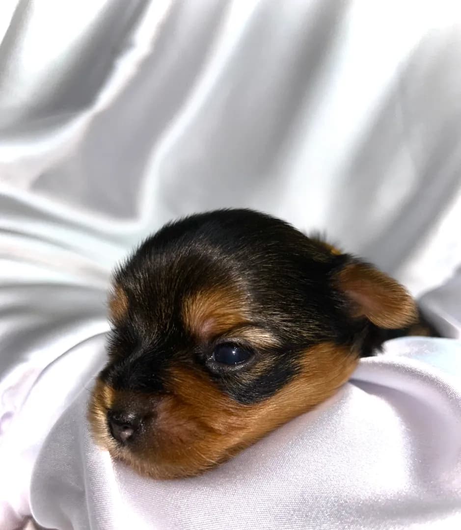 carousel-image-mobile-2