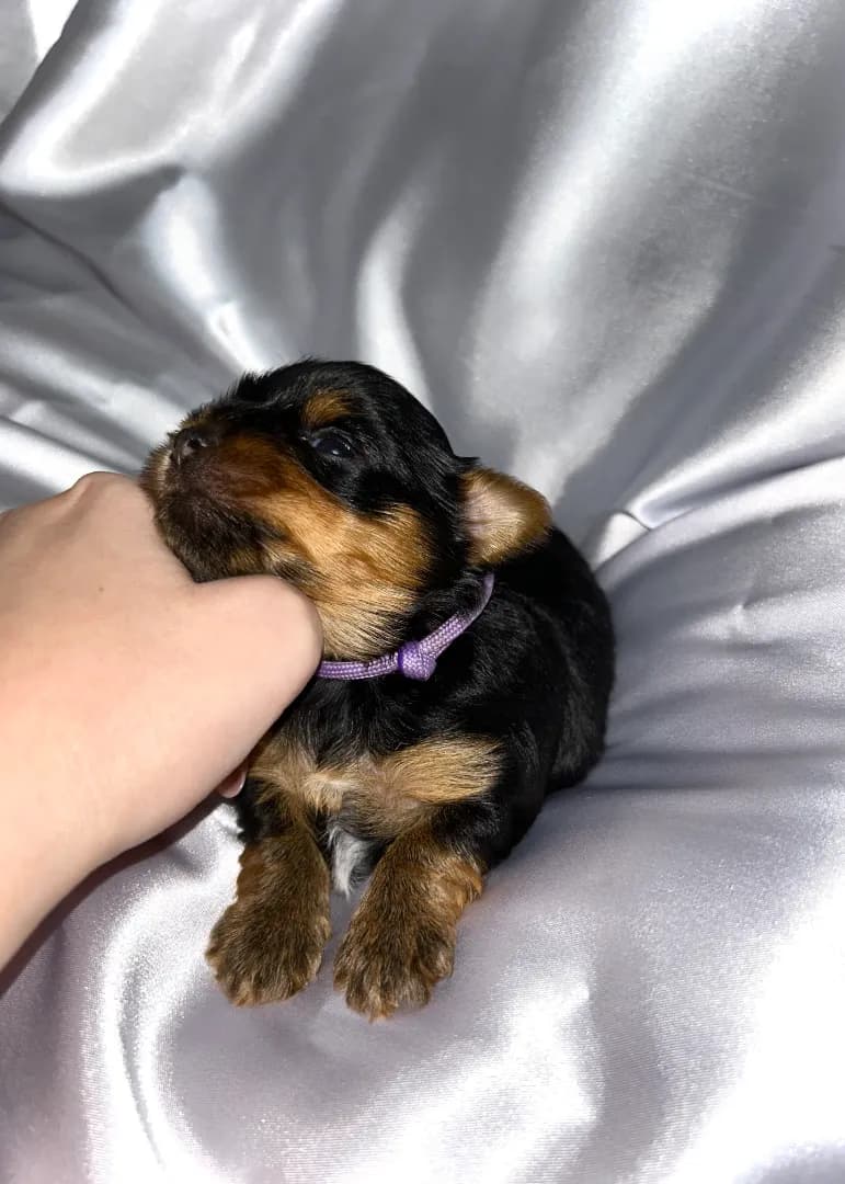 carousel-image-mobile-1