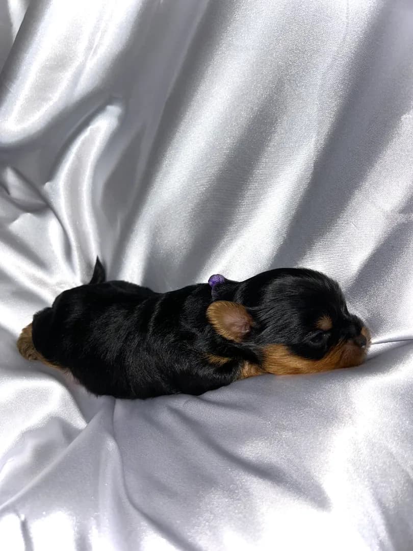 carousel-image-mobile-3