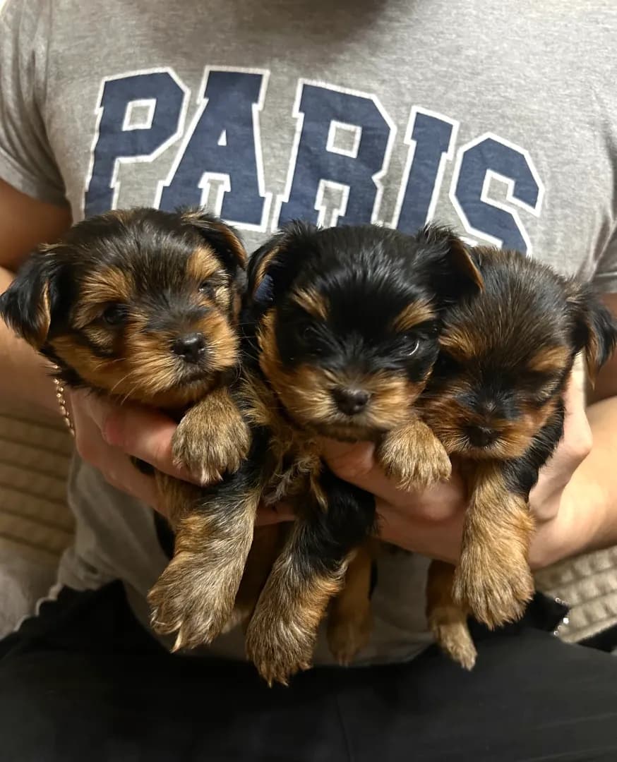 carousel-image-mobile-0