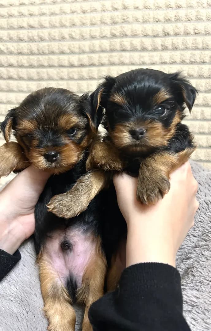 carousel-image-mobile-2