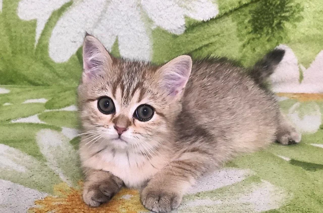 carousel-image-mobile-0