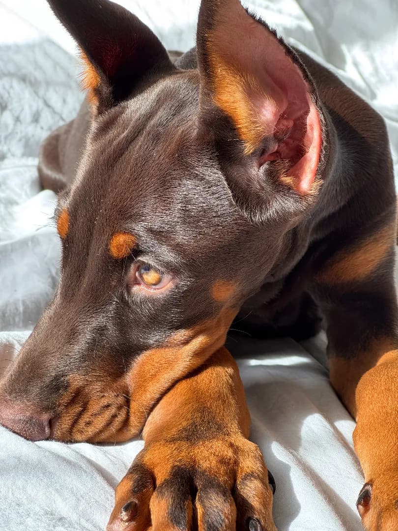 carousel-image-mobile-2