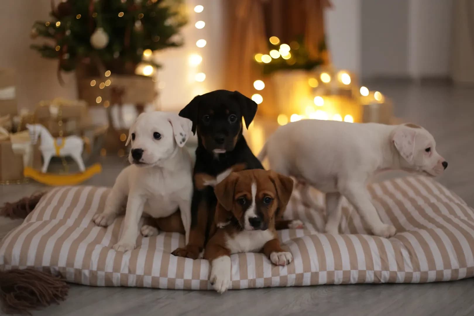 carousel-image-mobile-1