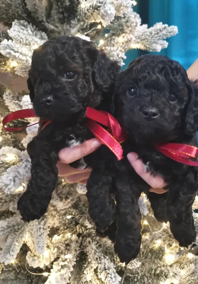 carousel-image-mobile-0