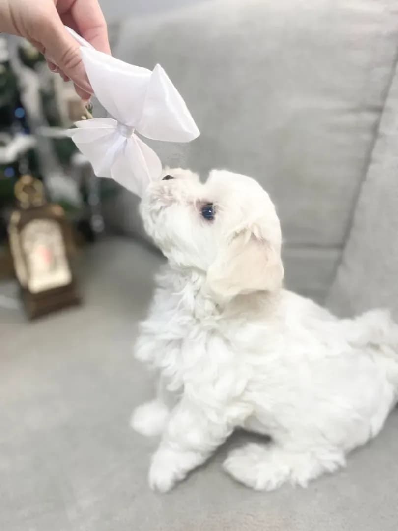 carousel-image-mobile-1