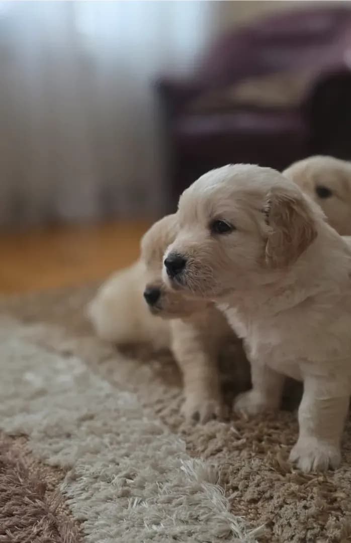 carousel-image-mobile-0