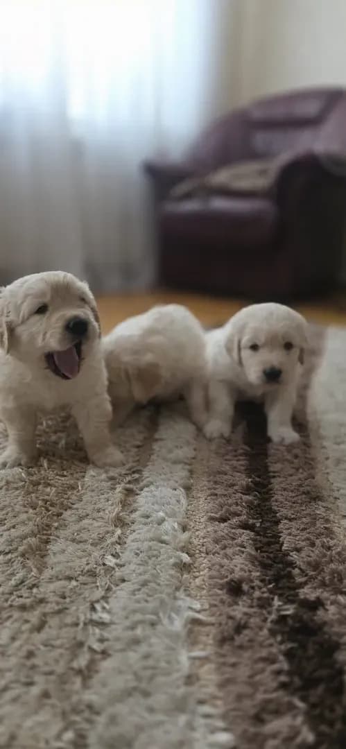 carousel-image-mobile-2