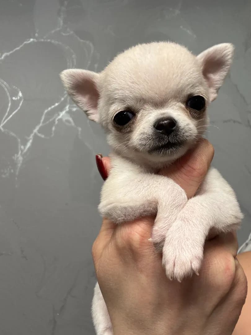 carousel-image-mobile-0